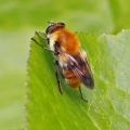 Criorhina floccosa, hoverfly, female